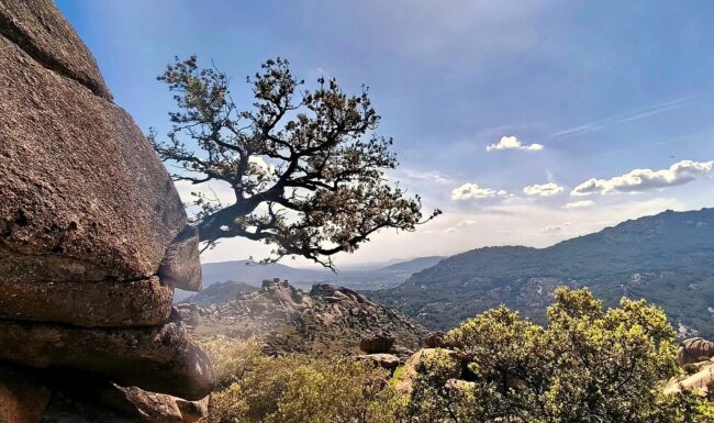 Vista de árbol raíz en roca en el Hueco de las Hoces - La Pedriza