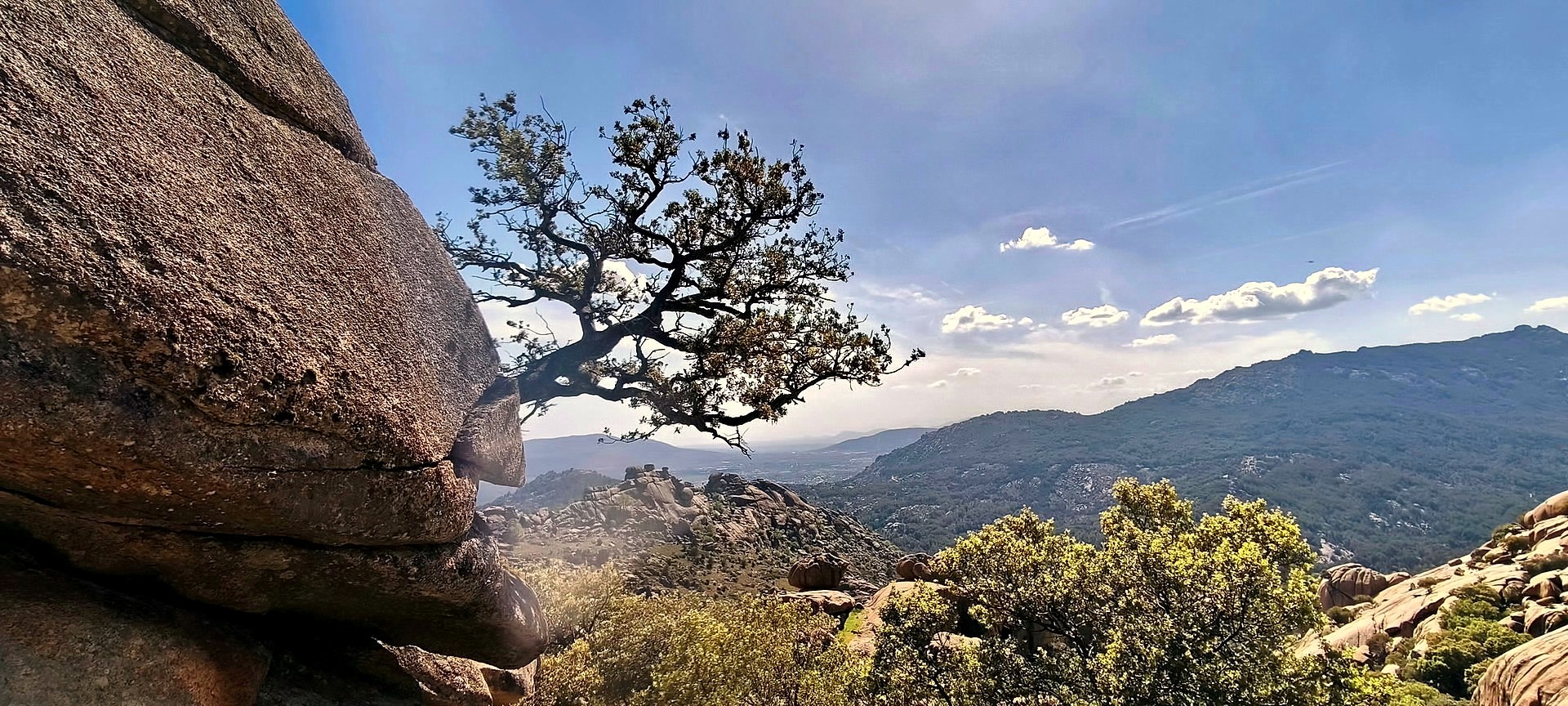 Vista de árbol raíz en roca en el Hueco de las Hoces - La Pedriza