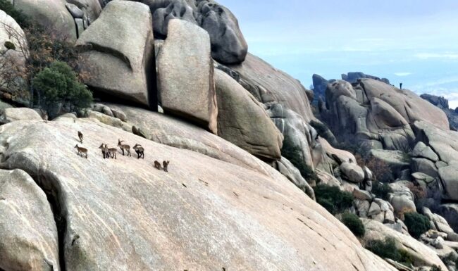 Reunión de cabras -La Pedriza