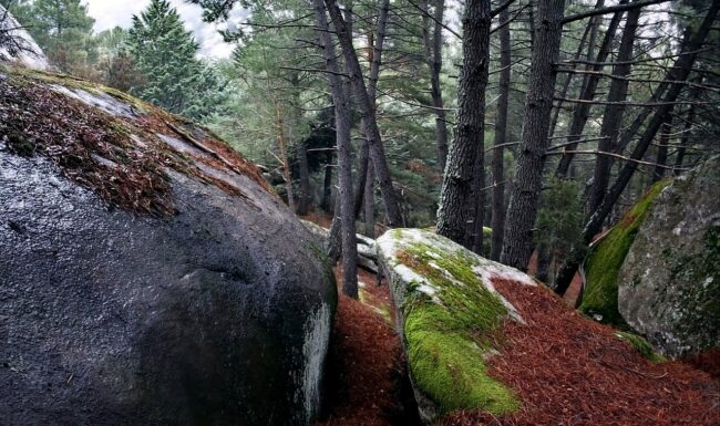 Lengua de piedra musgosa - La Pedriza