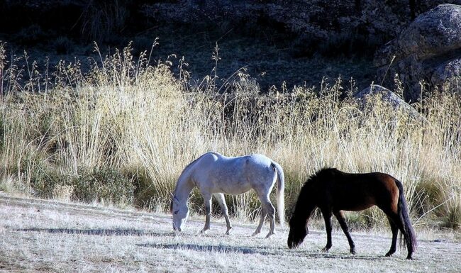 Caballos en La Gran Cañada - La Pedriza